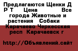 Предлагаются Щенки Д.Р.Т.  › Цена ­ 15 000 - Все города Животные и растения » Собаки   . Карачаево-Черкесская респ.,Карачаевск г.